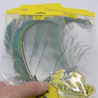 Peacock Sword Tails